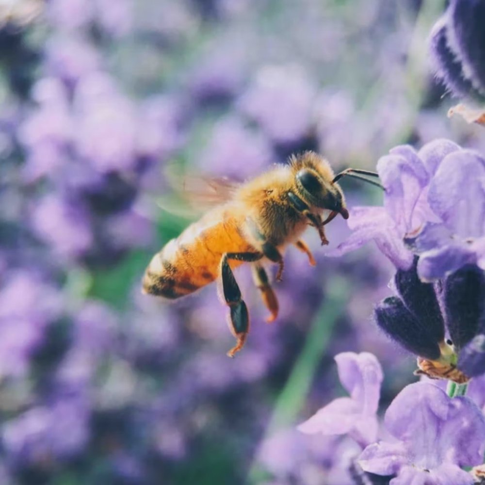 Meet your Posher, Carmen